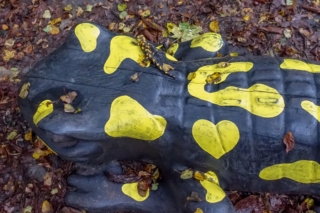 Mloci malej a velkej