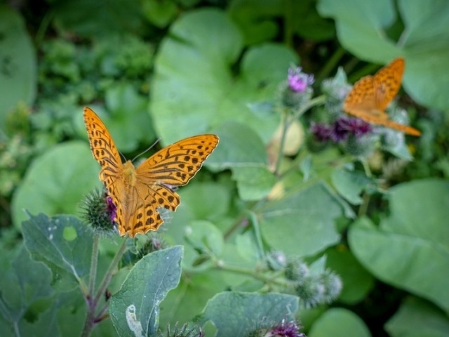 Národní park Podyjí, motýli